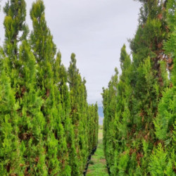 Thuja orientalis 'Pyramidalis Aurea'