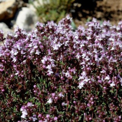 Thymus orospedanus