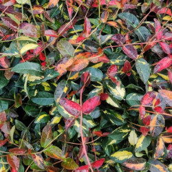 Trachelospermum asiaticum 'Variegata'