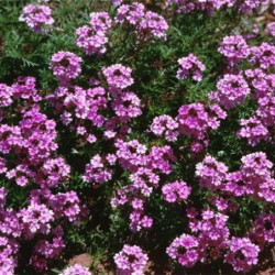 Verbena peruviana