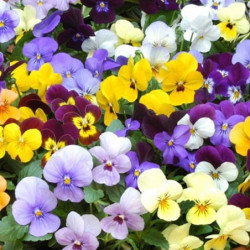 Viola cornuta
