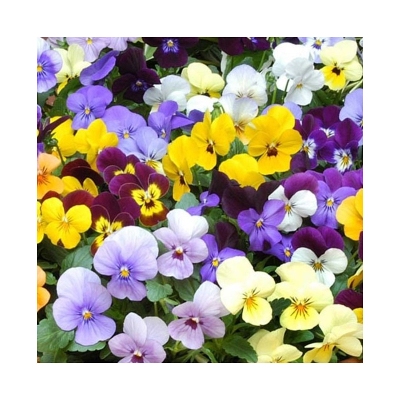 Viola cornuta