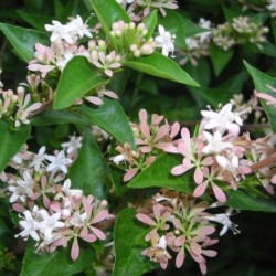 Abelia chinensis