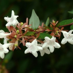 Abelia grandiflora