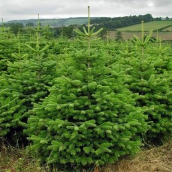 Abies nordmanniana