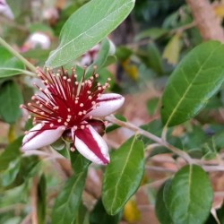 Acca sellowiana
