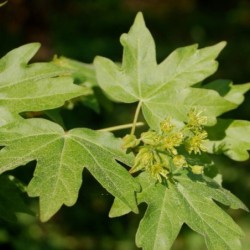 Acer campestre