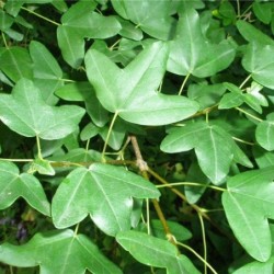 Acer monspessulanum