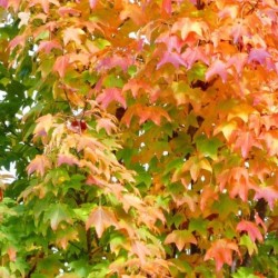 Acer platanoides