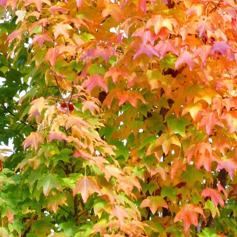 Acer platanoides
