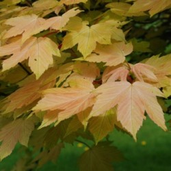 Acer pseudoplatanus