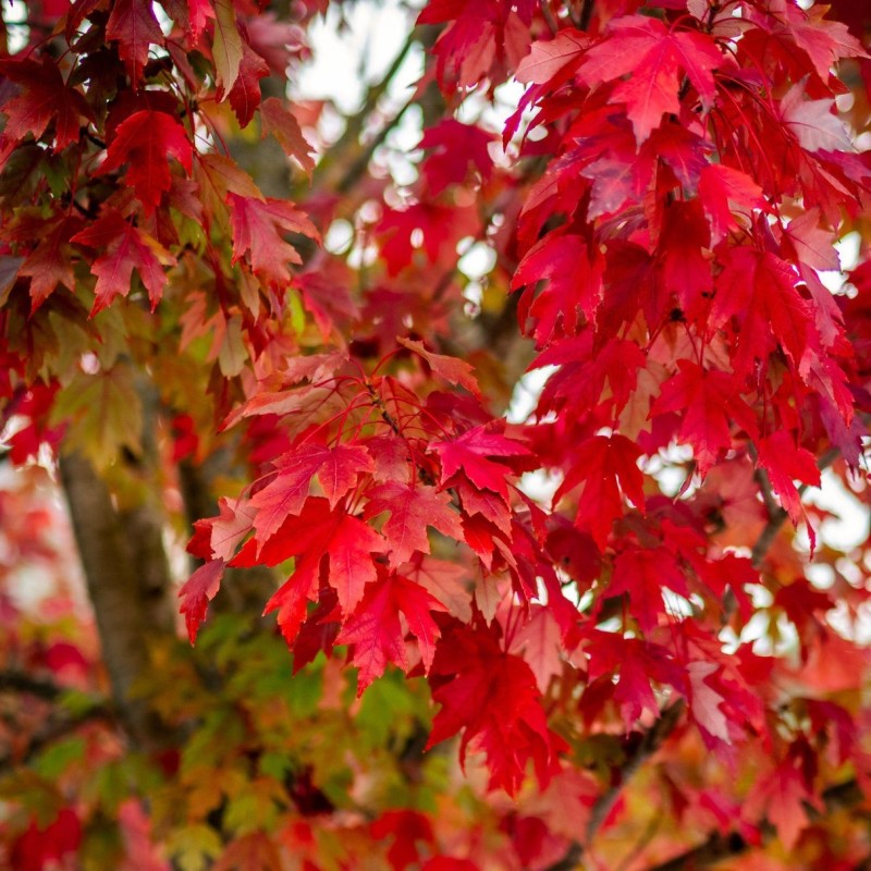 Acer rubrum