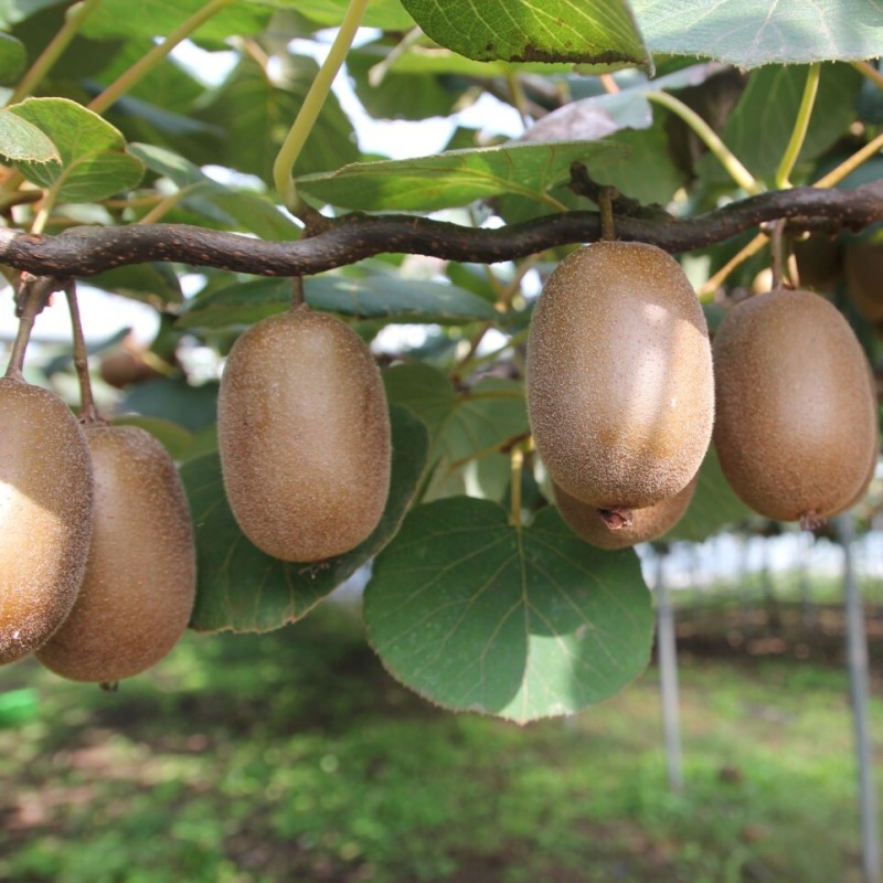 Actinidia chinensis
