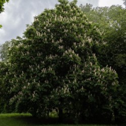 Aesculus hippocastanum