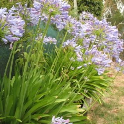 Agapanthus africanus