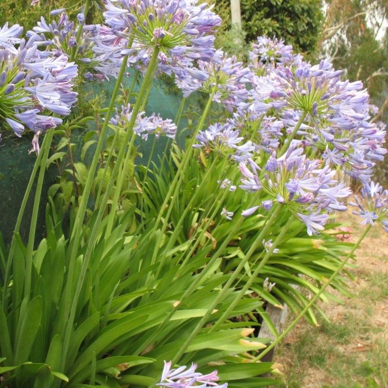 Agapanthus africanus