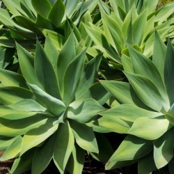 Agave attenuata