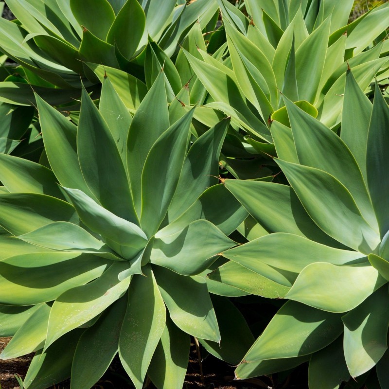 Agave attenuata