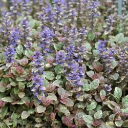Ajuga reptans 'Atropurpurea'