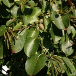 Alnus cordata