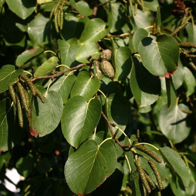 Alnus cordata