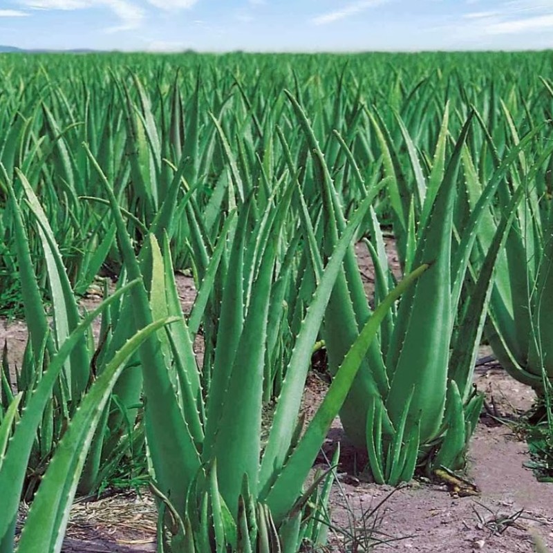 Aloe vera