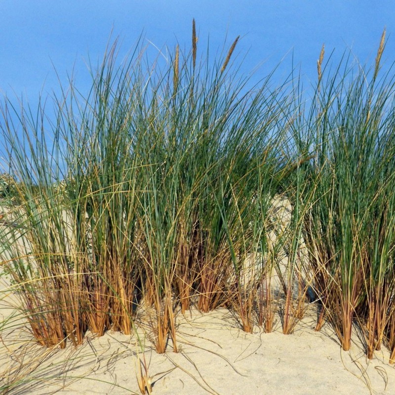 Ammophila arenaria