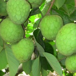 Annona cherimola
