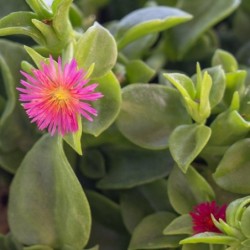 Aptenia cordifolia