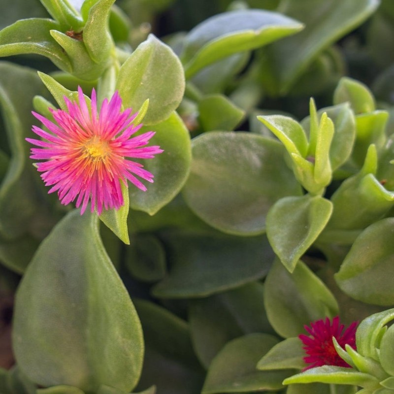 Aptenia cordifolia