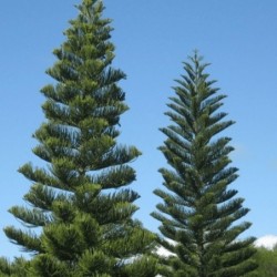 Araucaria heterophylla