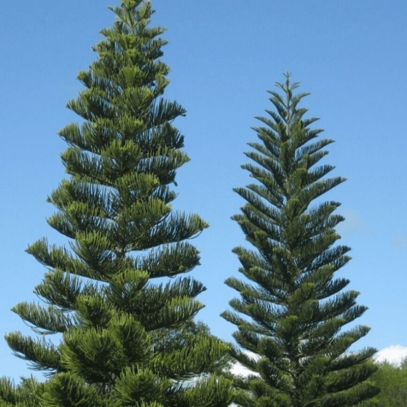 Araucaria heterophylla