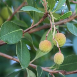 Arbutus unedo