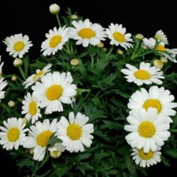 Argyranthemum frutescens