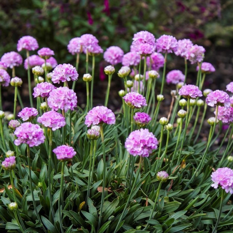 Armeria maritima