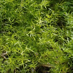 Asparagus densiflorus