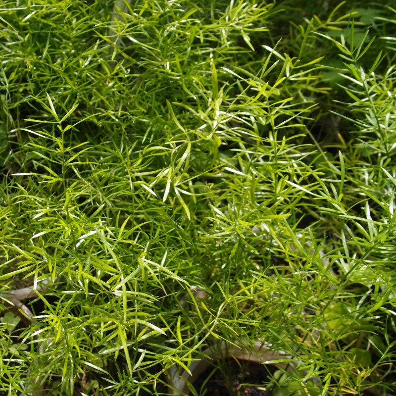 Asparagus densiflorus