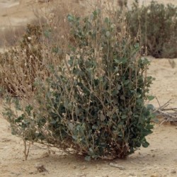Atriplex halimus