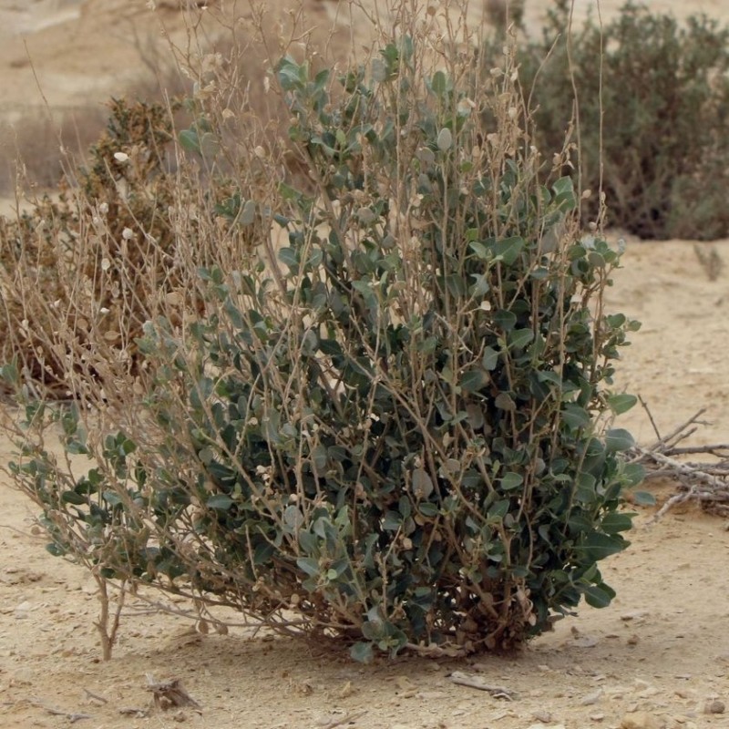 Atriplex halimus