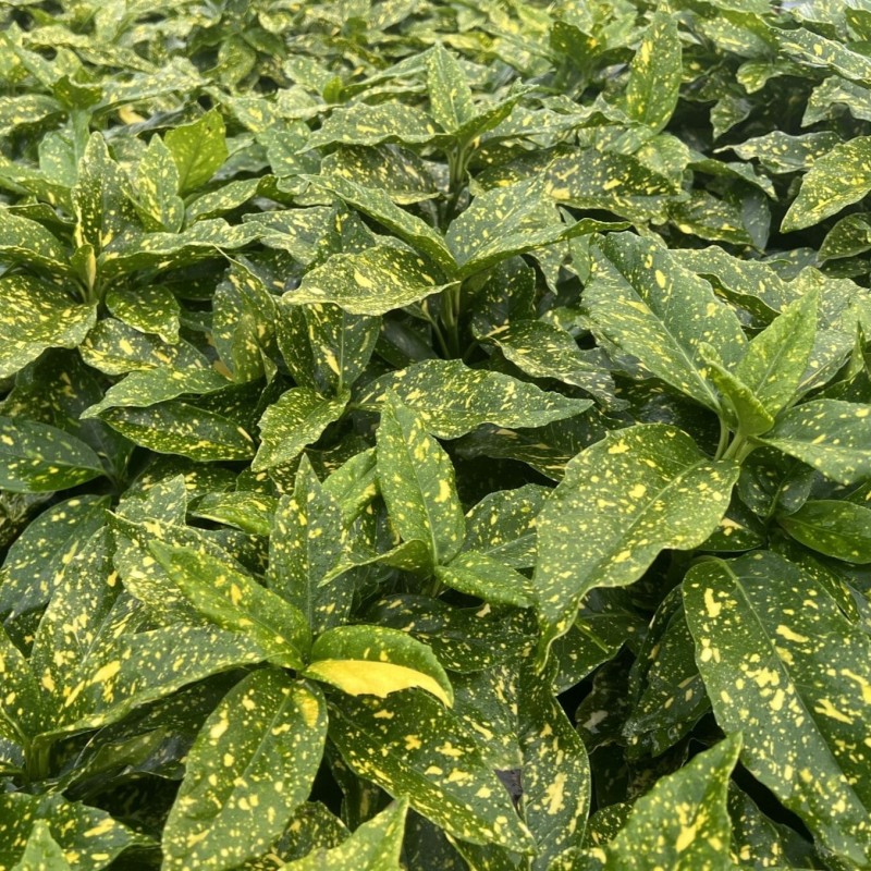 Aucuba japonica