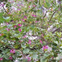 Bauhinia purpurea