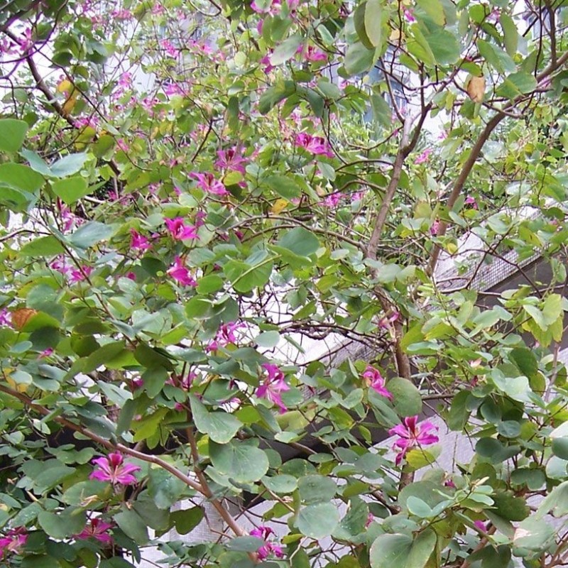 Bauhinia purpurea