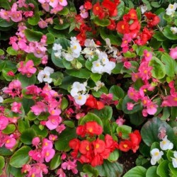 Begonia semperflorens