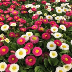 Bellis perennis
