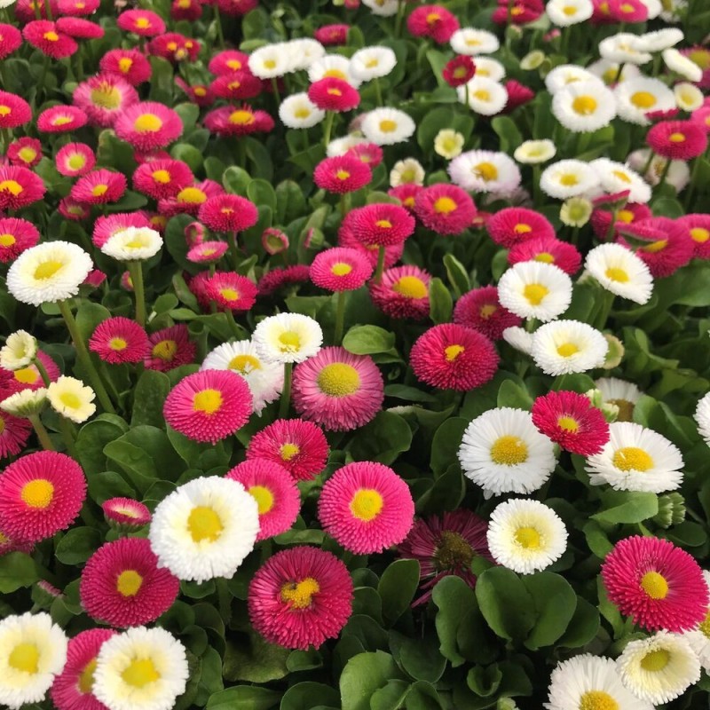 Bellis perennis