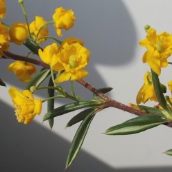 Berberis Stenophylla