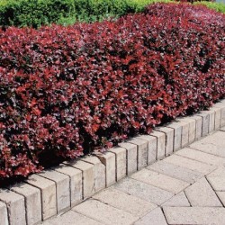 Berberis thumbergii 'Atropurpurea'