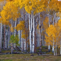 Betula pendula