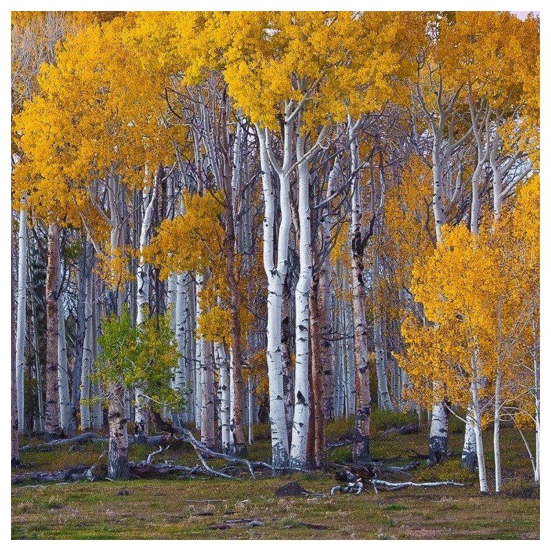 Betula pendula
