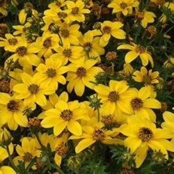 Bidens ferulifolia